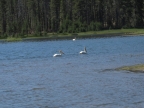 White pelicans: 1024x768